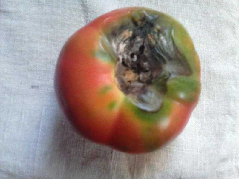Как спасти рассаду помидоров от увядания: почему вянут листья, что делать, фото, видео - выращиваем в теплице