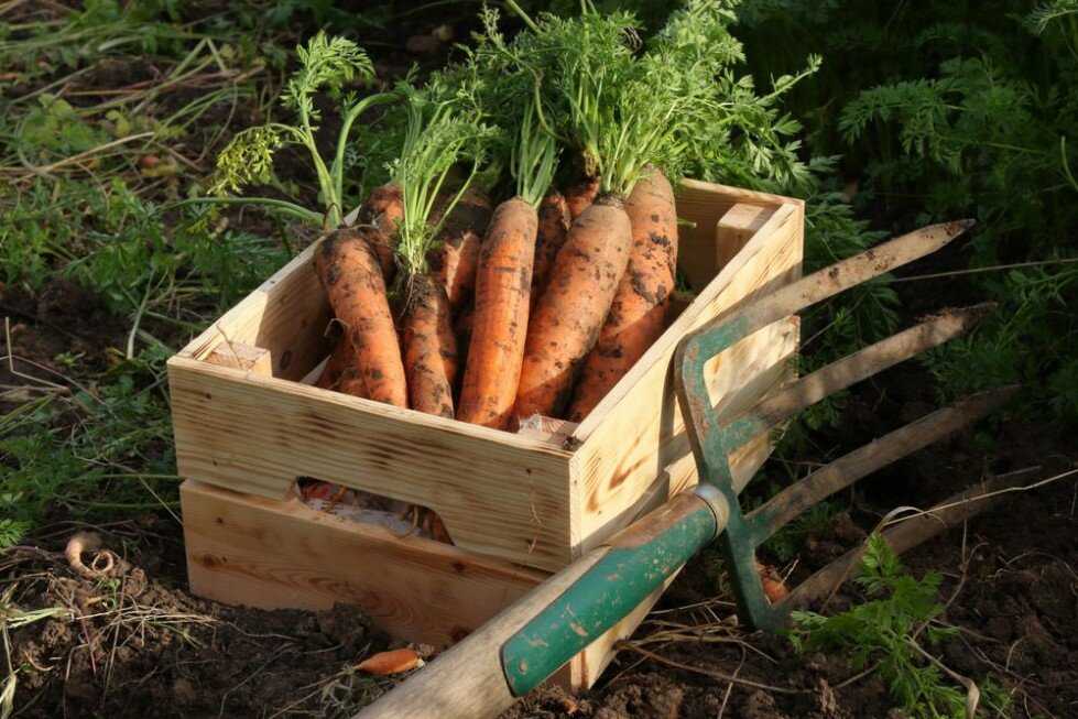Как правильно срезать морковь на хранение