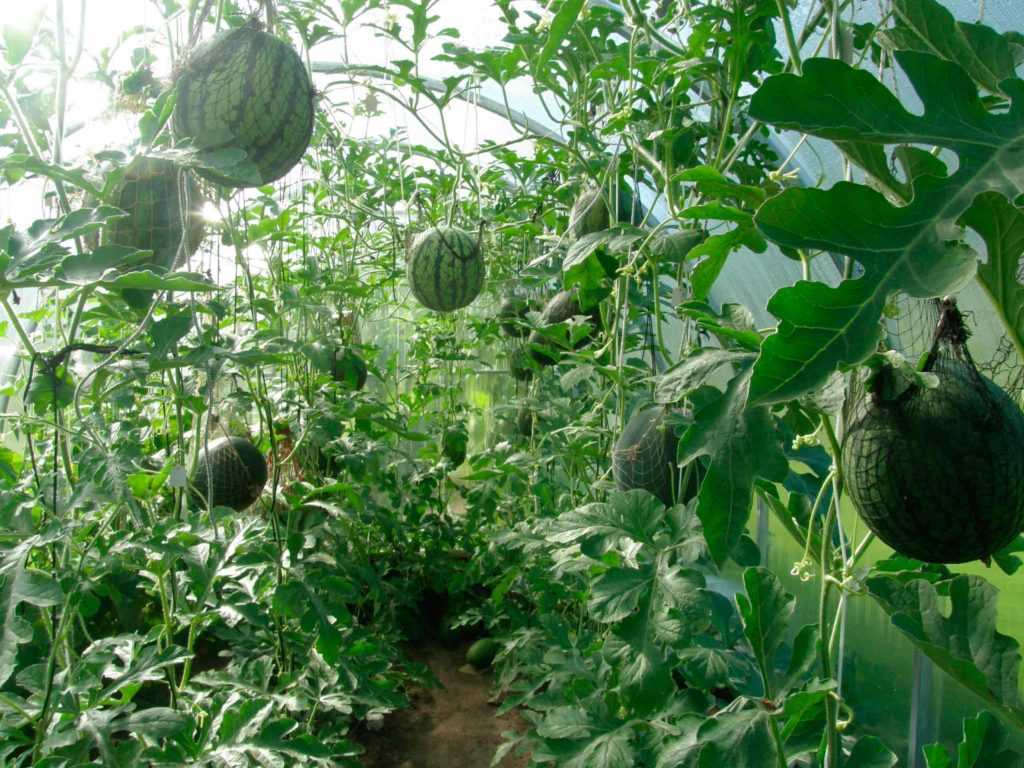 Особенности выращивания арбузов в подмосковье, в том числе в открытом грунте, а также какие сорта выбрать для данного региона