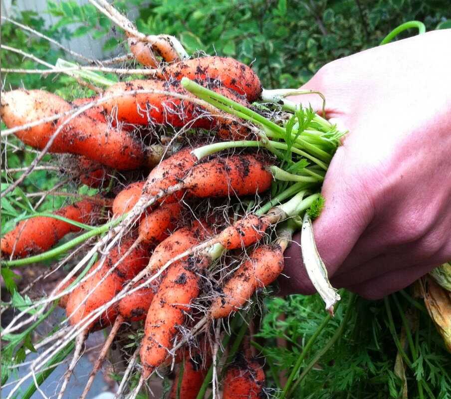 Почему морковь становится горькой в процессе хранения и что делать?