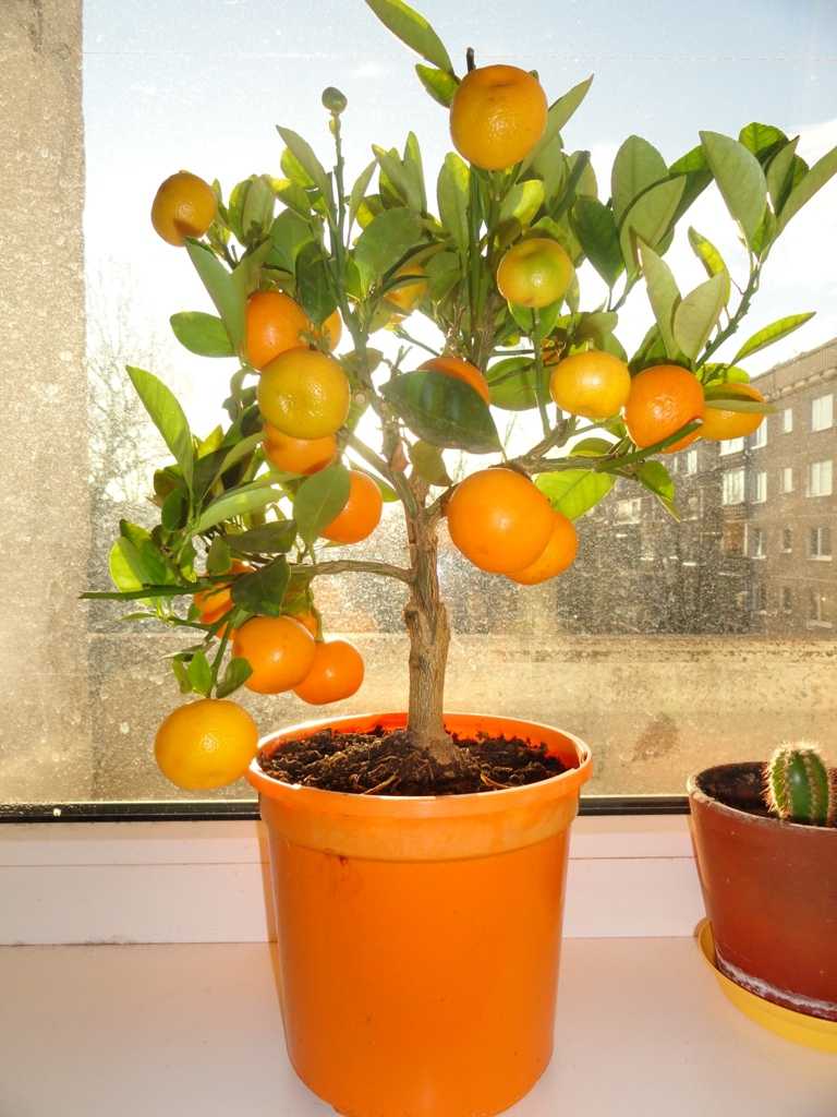ᐉ выращивание мандаринового дерева - roza-zanoza.ru