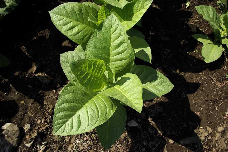 Табак вирджиния: выращивание и уход в домашних условиях, сбор и дальнейшая обработка, фото