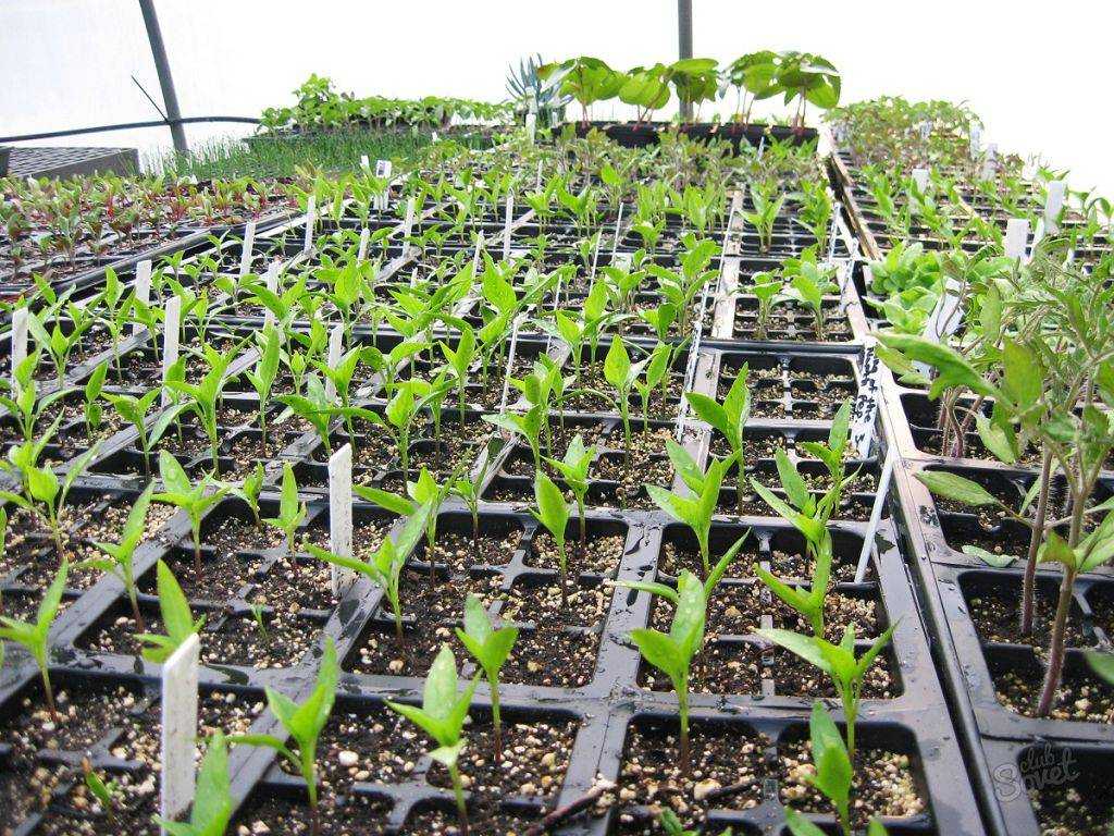 Выращивание настурции из семян: правила посева на рассаду, уход