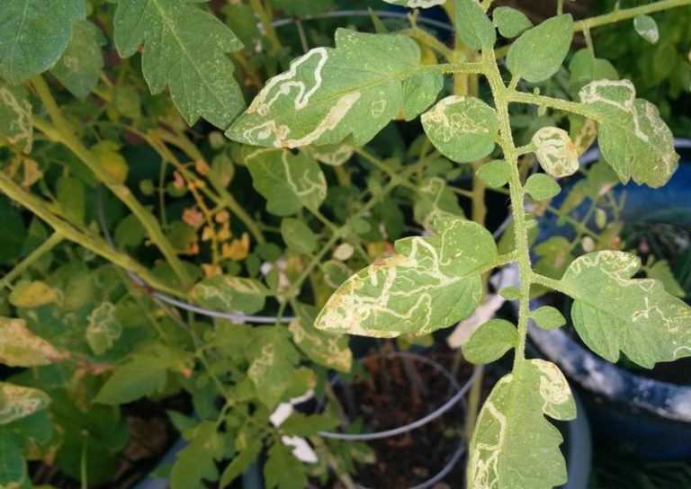 Коричневые пятна на листьях помидоров в теплице. какие бывают болезни помидоров в теплице и борьба с ними