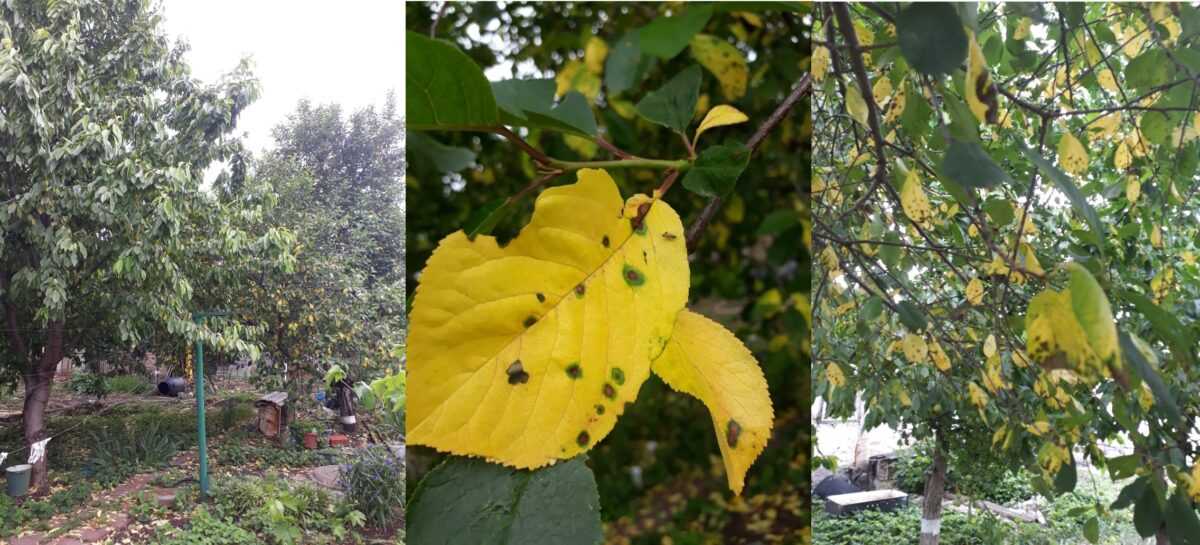 Листья сливы - желтеют листья у сливы