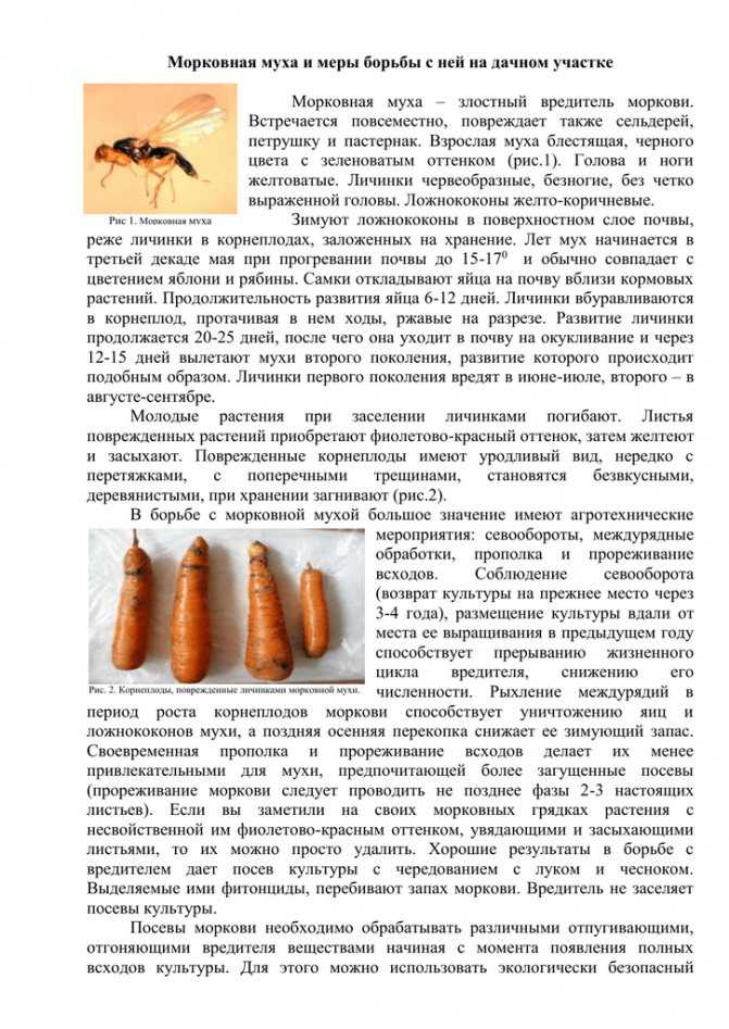 Морковная муха и как с ней бороться — ботаничка.ru