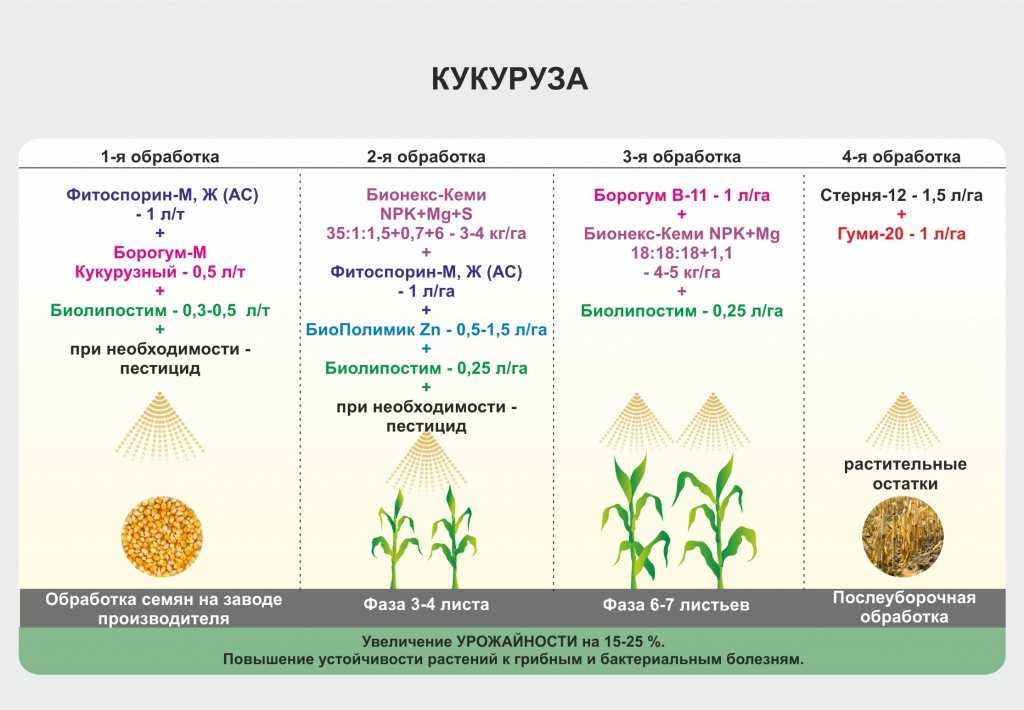 Особенности выращивания и хранения яровой пшеницы "лада"