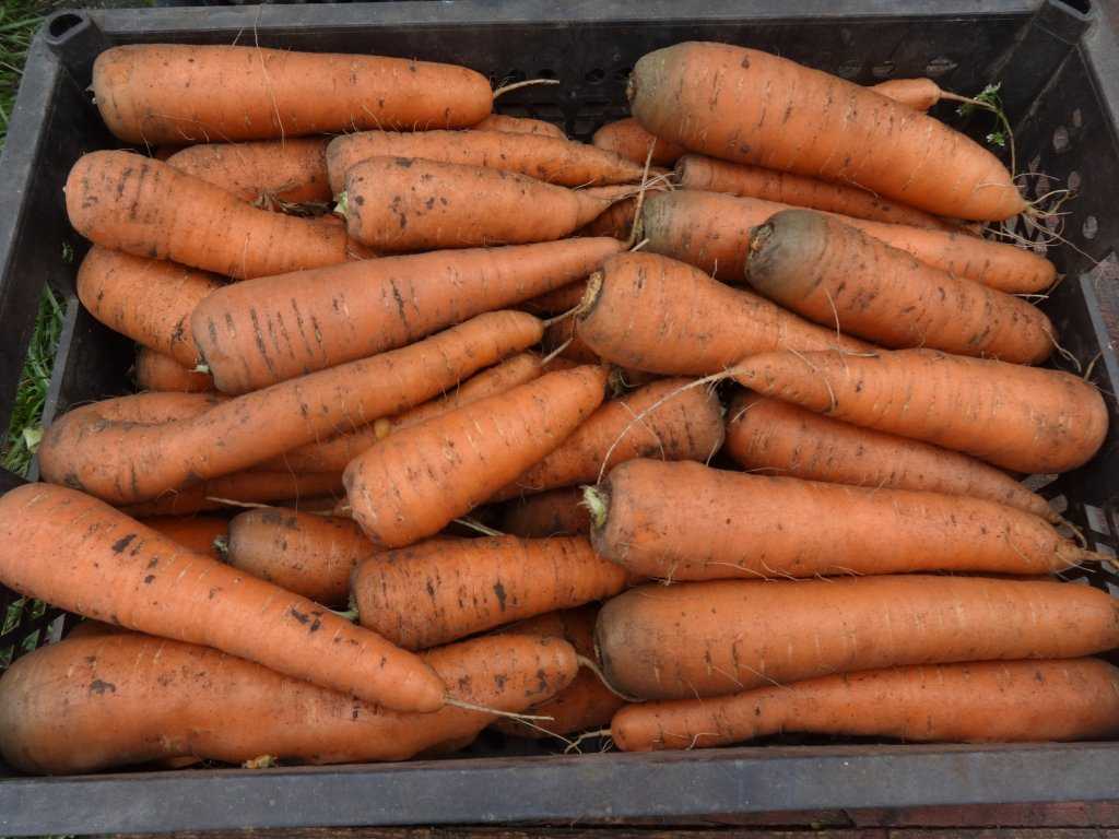 Лучшие сорта моркови для выращивания в открытом грунте в подмосковье