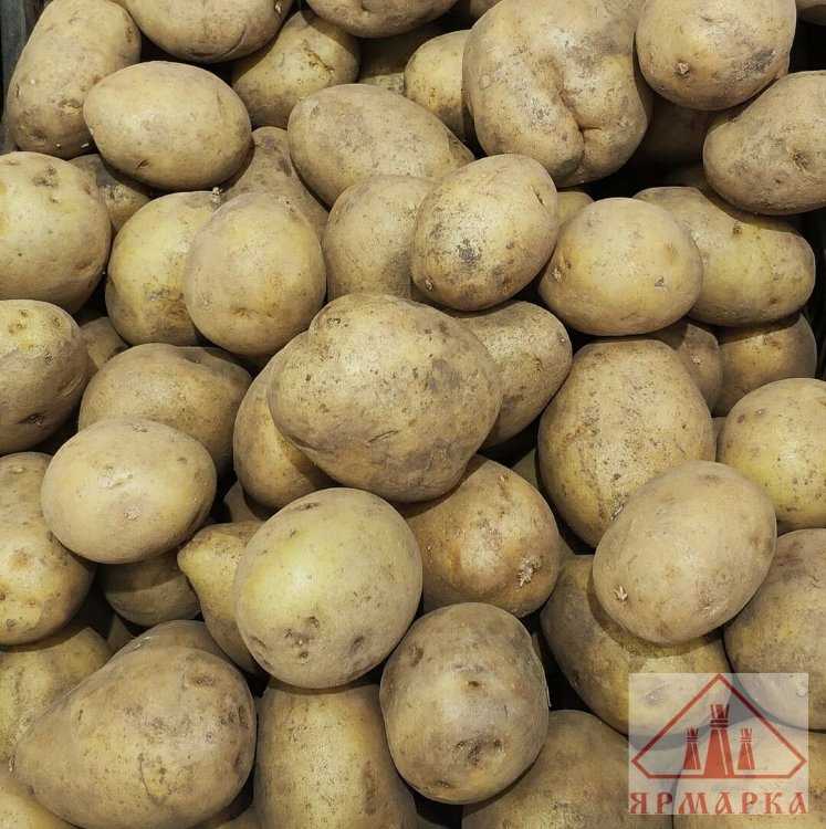 Картофель "сифра": описание сорта, характеристики и фото картошки русский фермер
