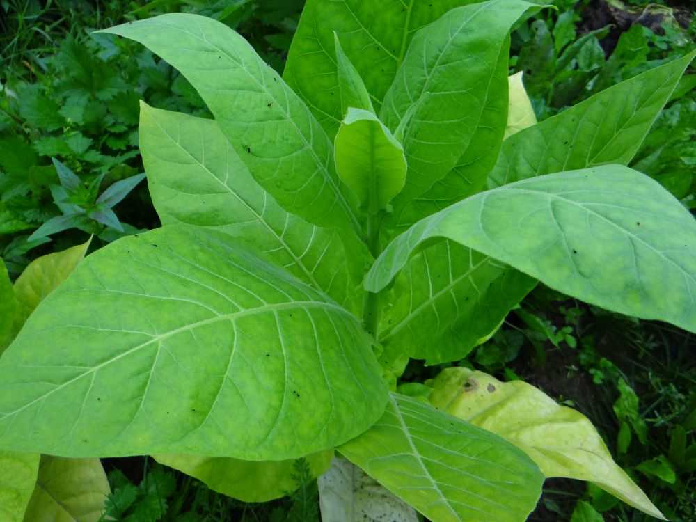 Может ли растение табак, приносить не только вред здоровью, но и пользу