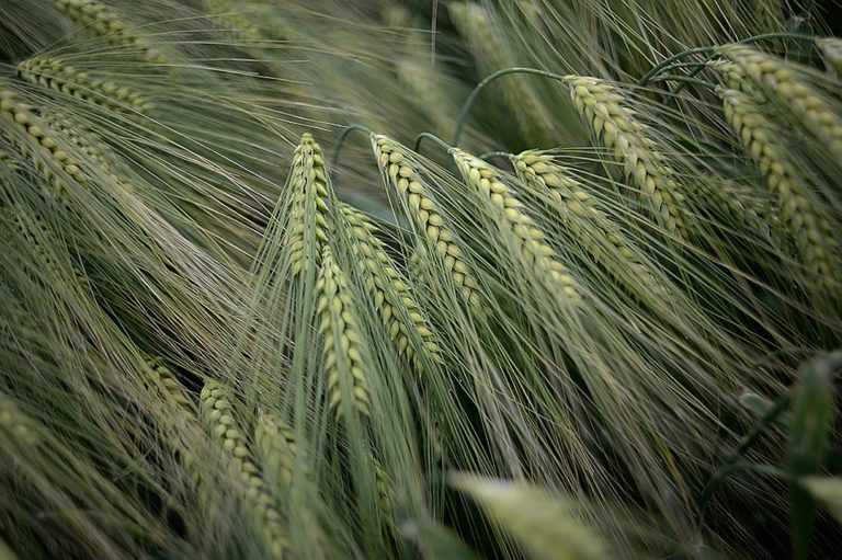 Чем отличается твердая пшеница от мягкой? - казахзерно