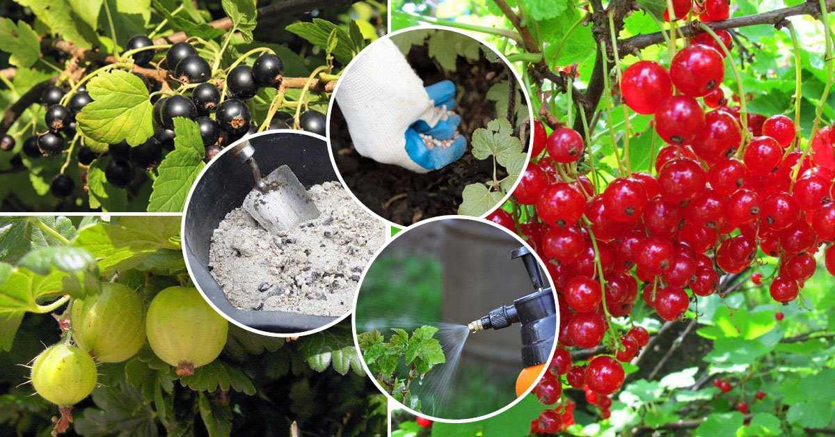 Удобрение для крыжовника - подкормка ягоды осенью и весной