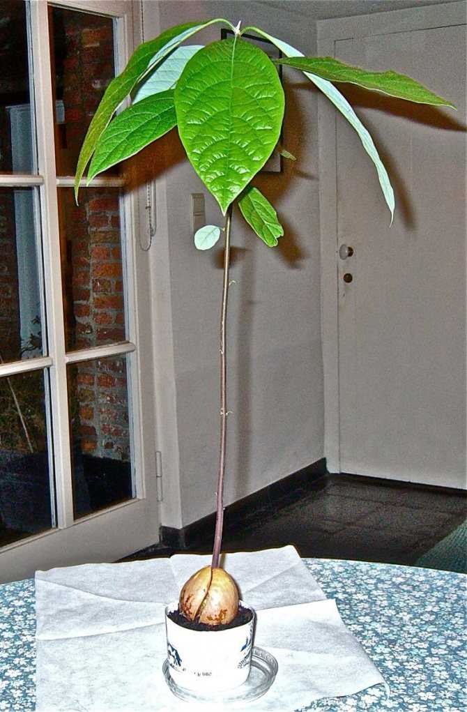 Как вырастить экзотическое авокадо у себя дома