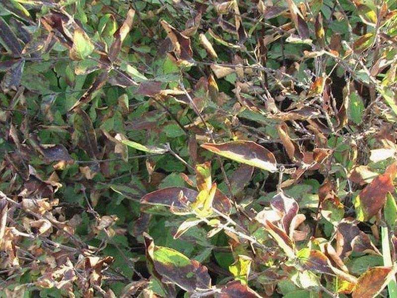 Болезни листьев голубики описание с фотографиями и способы лечения