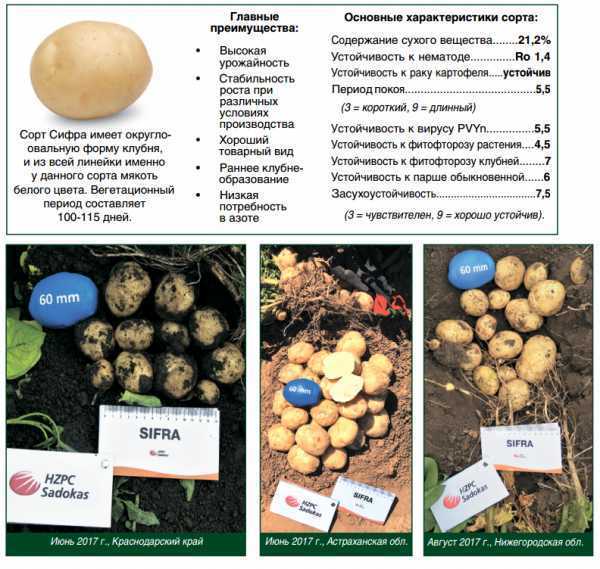 Картофель альвара: характеристика сорта, вкусовые качества, агротехника посадки