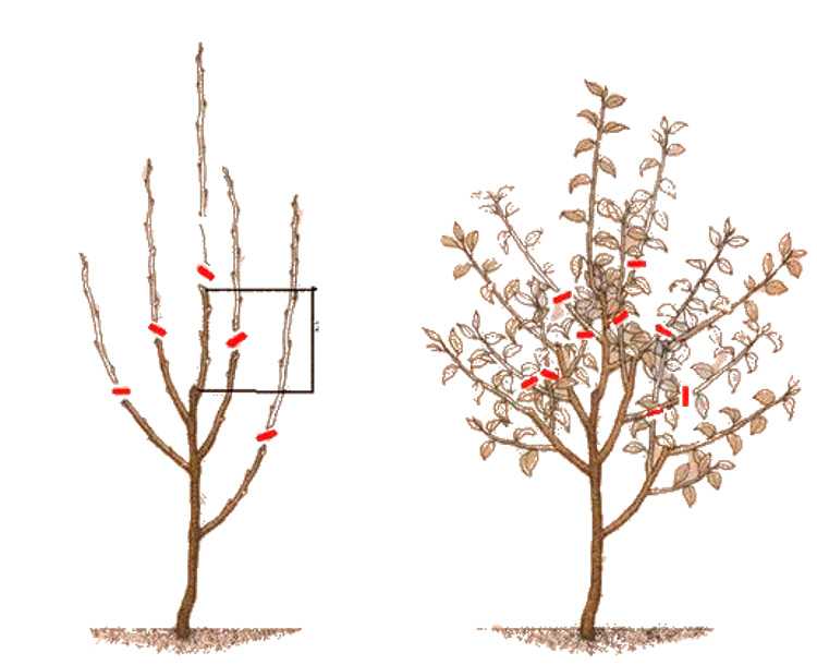 Обрезка молодой яблони: осенью и весной. как правильно обрезать на второй год после посадки и на первый? формирование кроны для начинающих на третий год