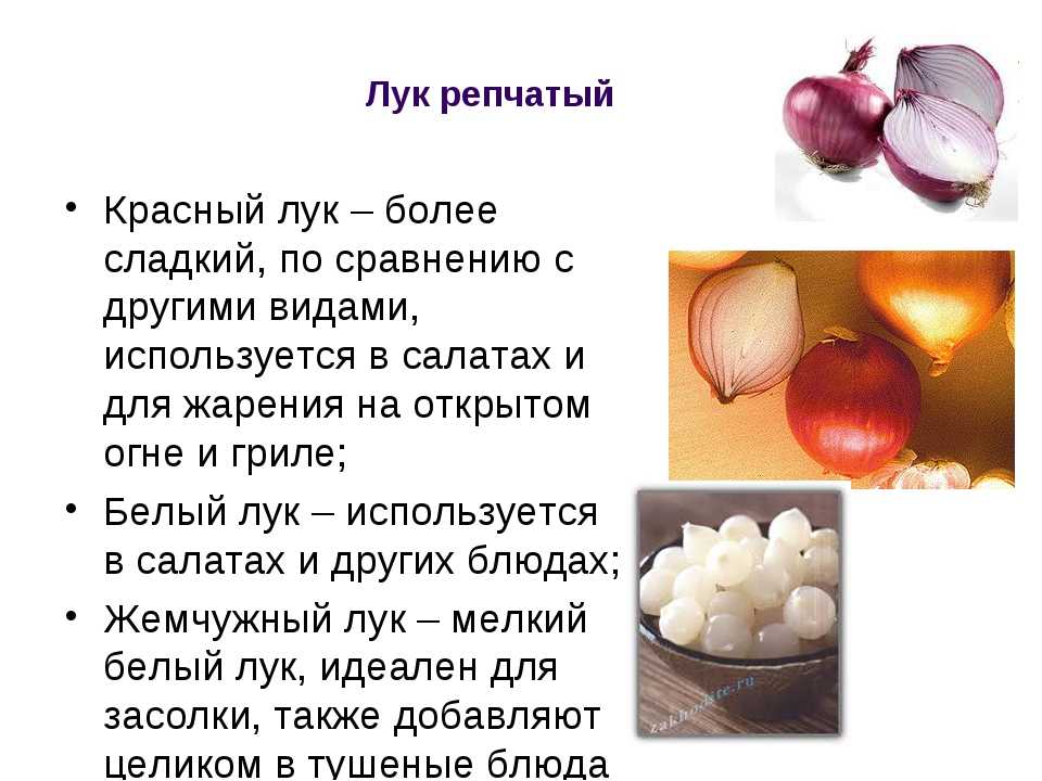 Лук репчатый: польза, вред и противопоказания