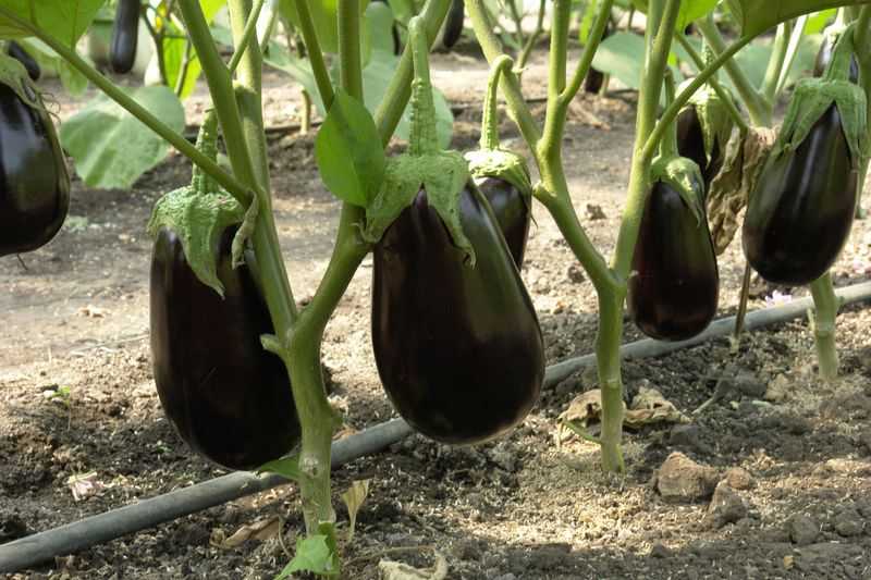 Баклажаны: выращивание и уход в открытом грунте и теплице, посадка на рассаду