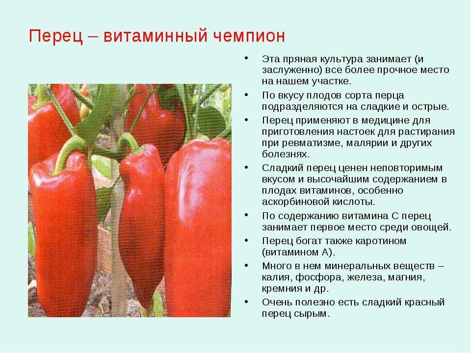 Семена болгарского перца польза и вред