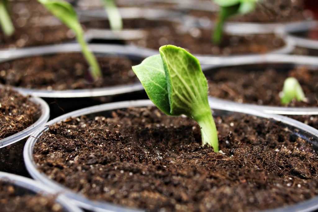 Посадка семян кабачков в открытый грунт: как и когда сажать, особенности ухода
