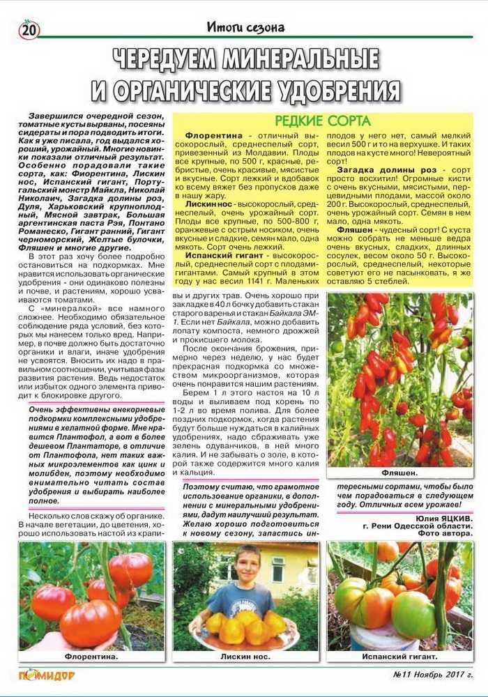 Выращиваем томат клубничное дерево: отзывы и особенности сорта