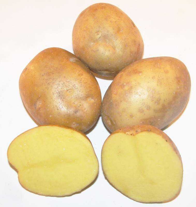 Описание и характеристика сорта картофеля ильинский, посадка и уход