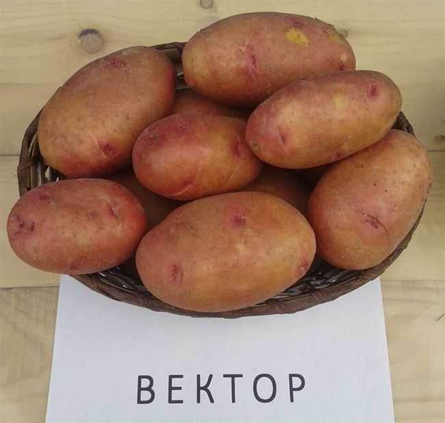 Сорт картофеля «лина» – описание и фото