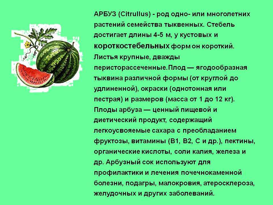 Арбуз из семейства тыквенных — это фрукт, ягода или овощ