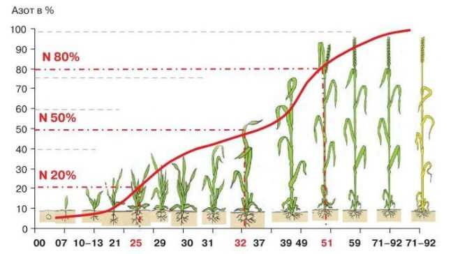 Подкормка озимой пшеницы, особенности удобрение озимых осенью — пропозиция