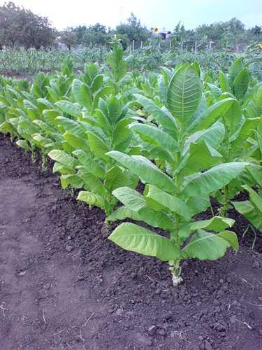 Как вырастить табак вирджиния на даче, особенности выращивания