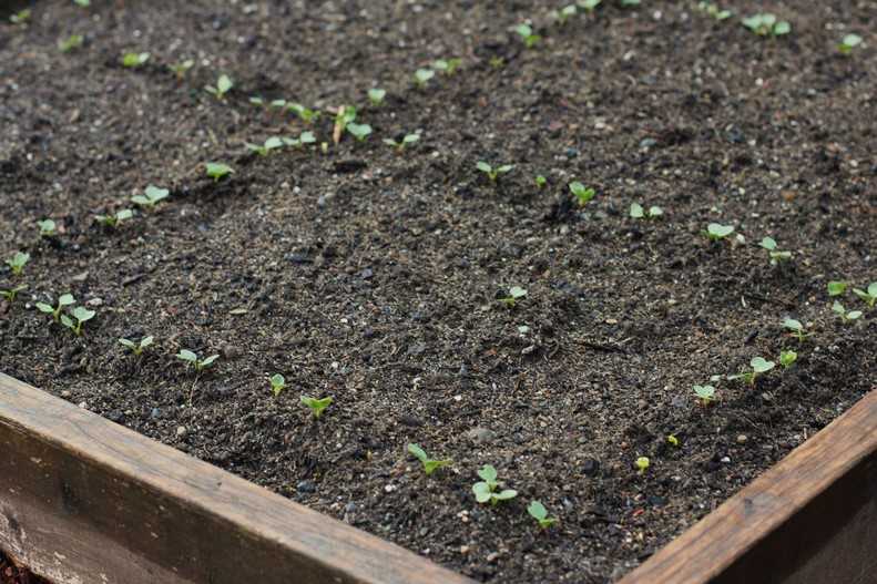 Посадка и выращивание редиса в открытом грунте: когда в 2021 сажать и и как правильно, уход и лучшие сорта