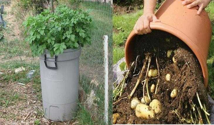 Выращивание картофеля в мешках - секреты, советы, видео