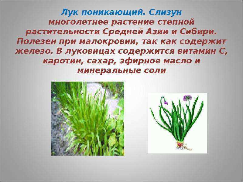 Лук слизун: выращивание и уход, полезные свойства и противопоказания