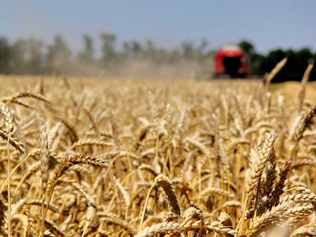 Пшеница как сидерат: в чем польза, когда сеять, с какими культурами