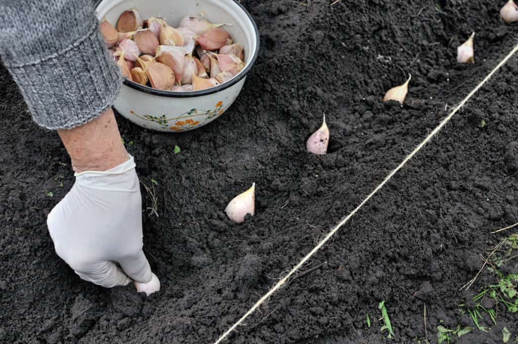 Обработка лука перед посадкой осенью, как подготовить лук-севок к посадке под зиму - почва.нет