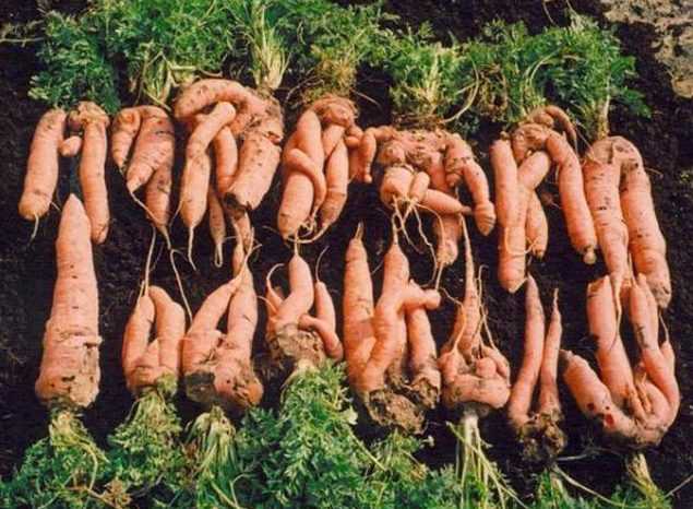 Почему морковь вырастает уродливая. основные причины, почему растет корявая морковь