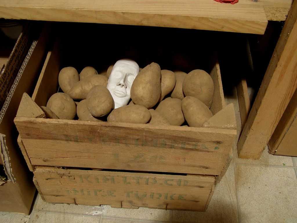 Хранение картофеля в погребе: сроки хранения сортов, температура
