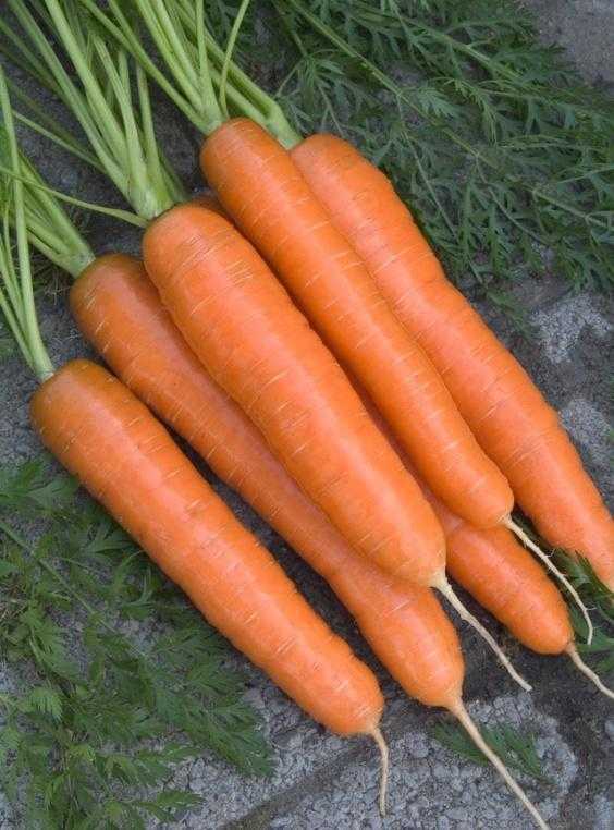 Лучшие сорта моркови на 2021 год: самые урожайные, вкусные, сочные, сладкие