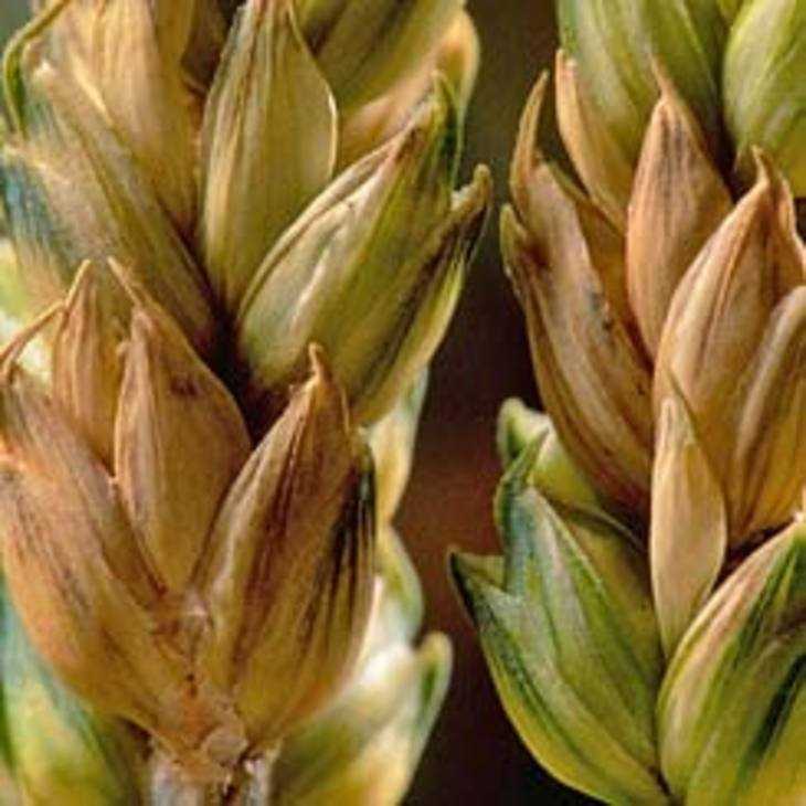 Фузариоз – опаснейшее заболевание зерновых и кормовых культур