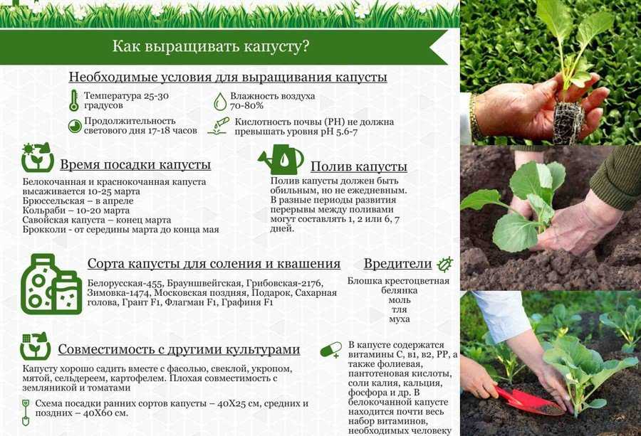 Уборка капусты: сроки, правила сбора урожая и когда убирать ее на хранение по лунному календарю? русский фермер