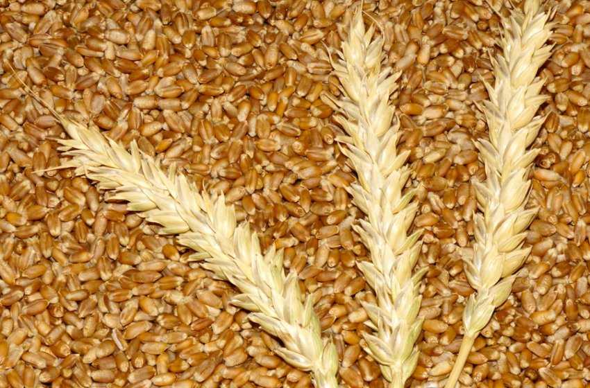 Озимая пшеница: что это такое, её фото и описание, характеристика сортов, урожайность и устойчивость к болезням и условиям