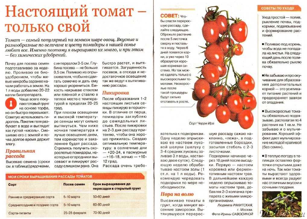 Подкормка помидоров в теплице, к примеру, из поликарбоната: какие удобрения и когда использовать для томатов в первый раз, после высадки и при уходе за цветущими? русский фермер