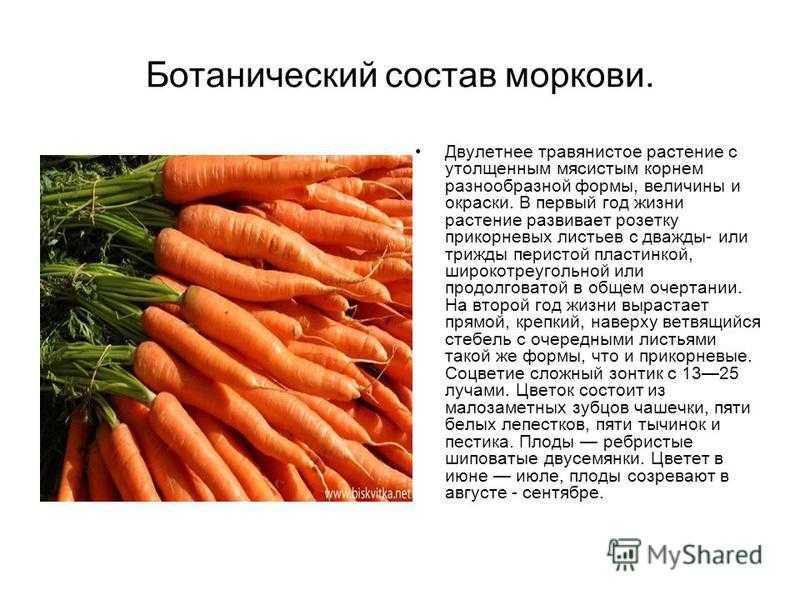 Сколько весит морковь среднего размера - сельская жизнь