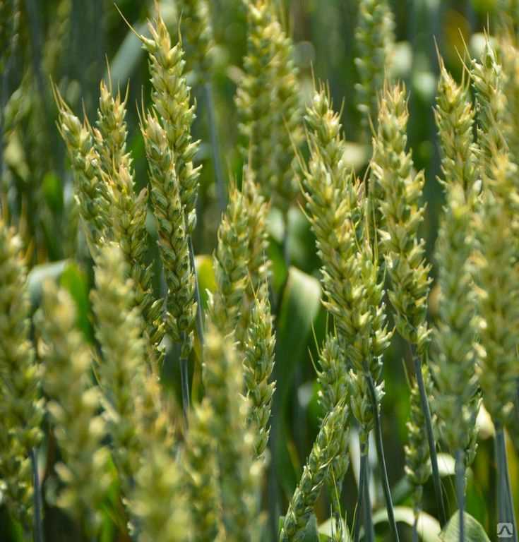 Описание и характеристики озимой пшеницы сорта аскет