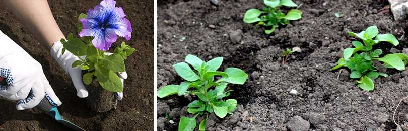 ✅ можно ли выращивать петунию как комнатное растение зимой? - nustay.ru