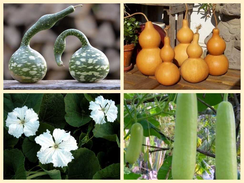 Описание сорта ананасовой дыни, особенности выращивания и ухода