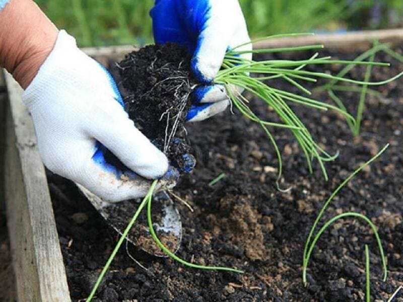 Выращивание лука эксибишен из семян: когда и как сажать на рассаду в домашних условиях