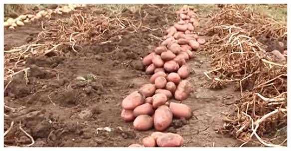 Когда косить картофельную ботву. зачем скашивать ботву картофеля перед уборкой урожая?