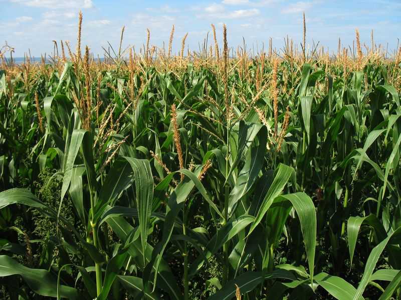 Кукуруза – полезные свойства и кому она может серьезно навредить?