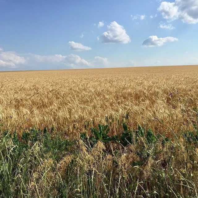 Описание и характеристики озимой пшеницы сорта граф